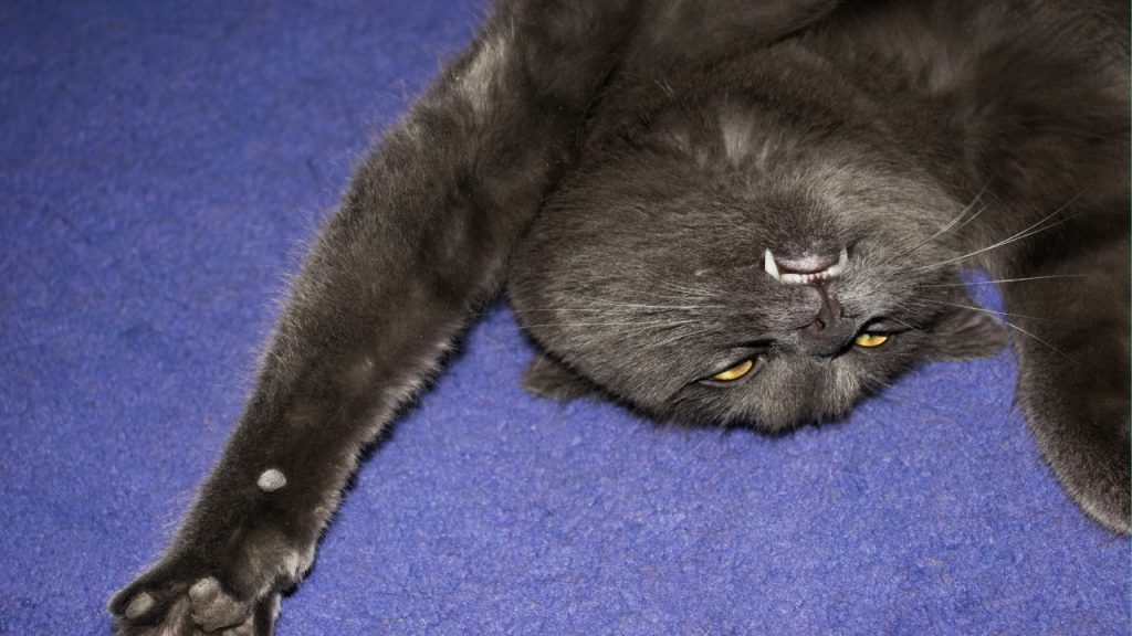 Reasons Why Your Cat Might Be Itching Or Scratching VetChat