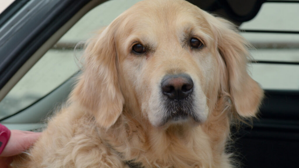 dog back of car