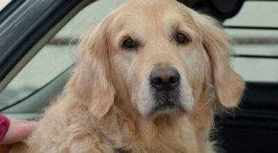 dog back of car