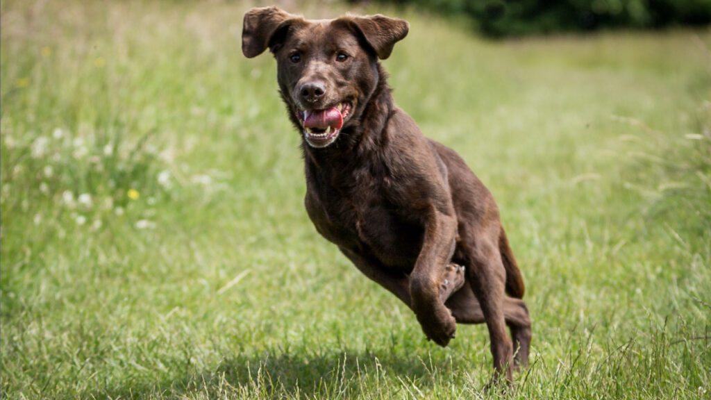 dog running in the grass