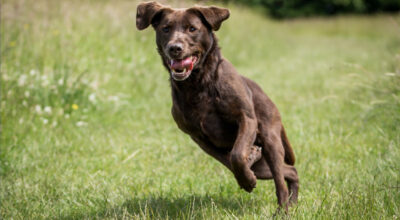 dog running in the grass