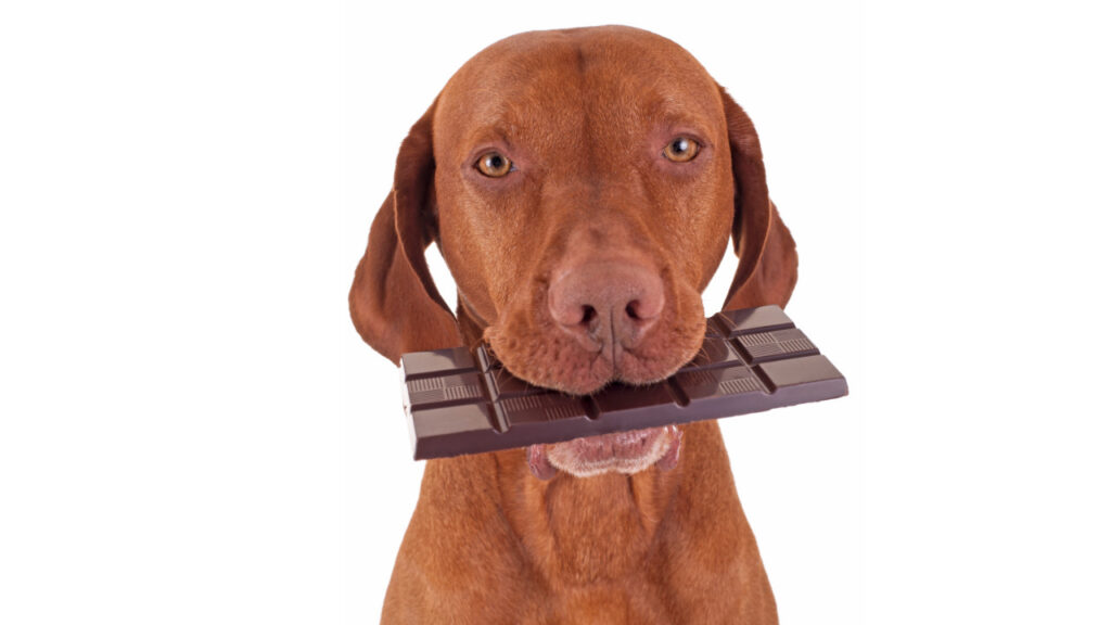 dog eating chocolate