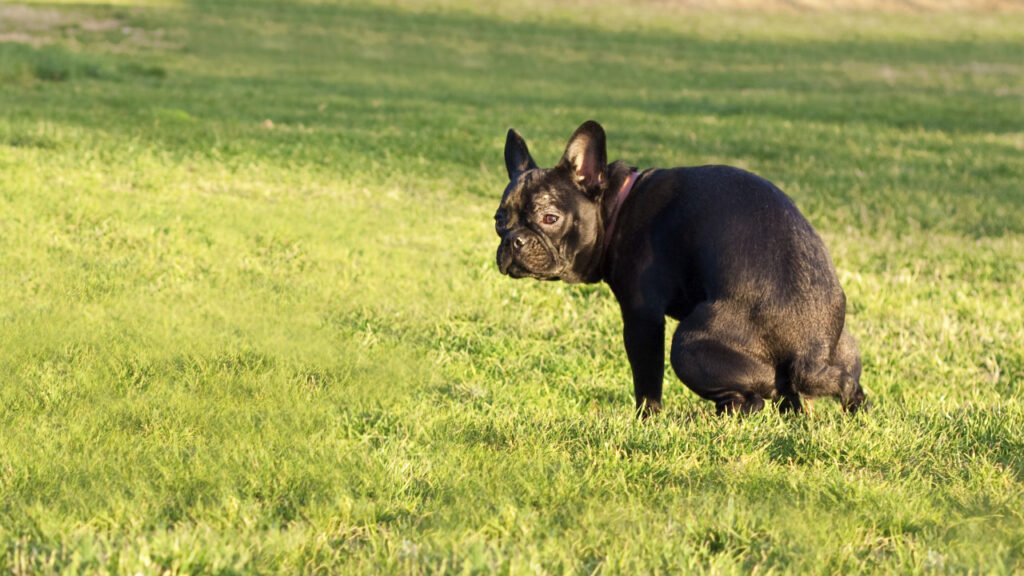 dog with diarrhoea