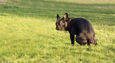 dog with diarrhoea