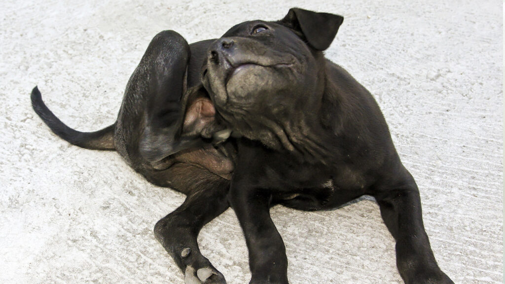 my dog has fleas