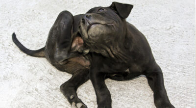 My pet has fleas, how do I get rid of them?