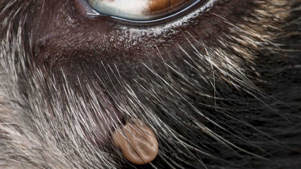 dog with a tick under it's eye