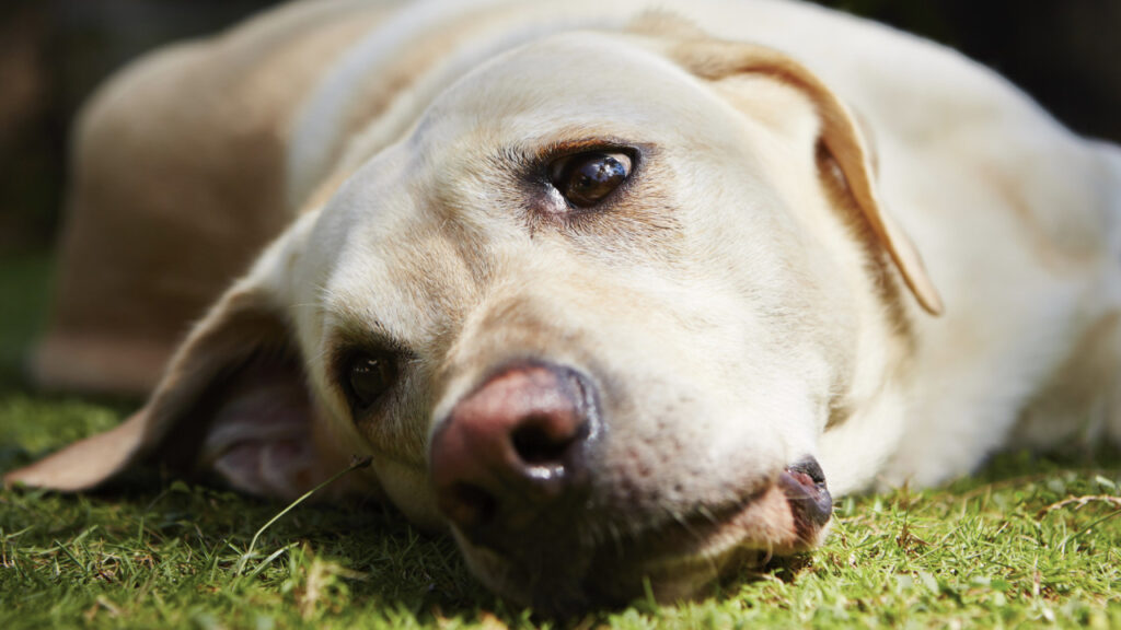 dog looking sad & unwell