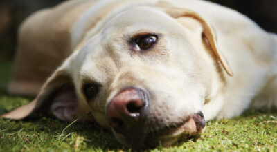 dog looking sad & unwell