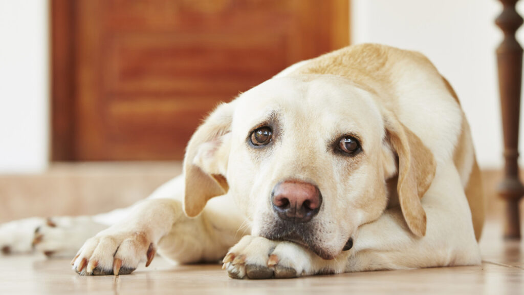 dog looking sad and unwell