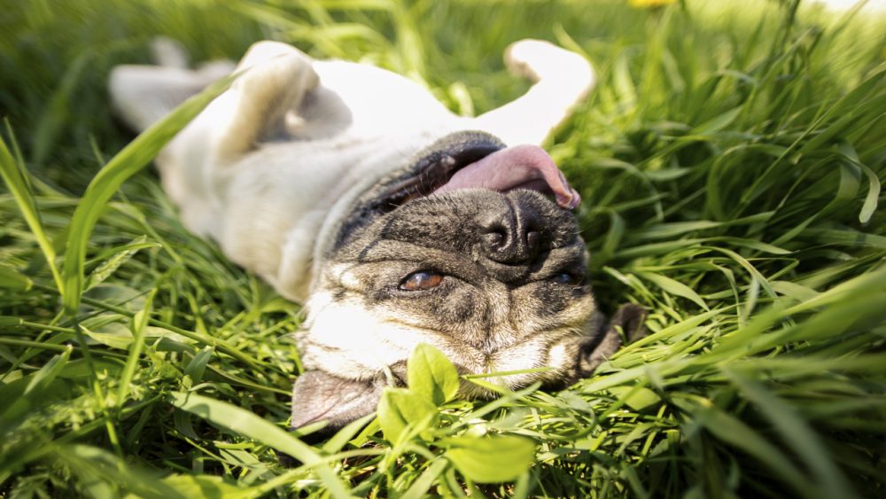 pug rolling in the grass