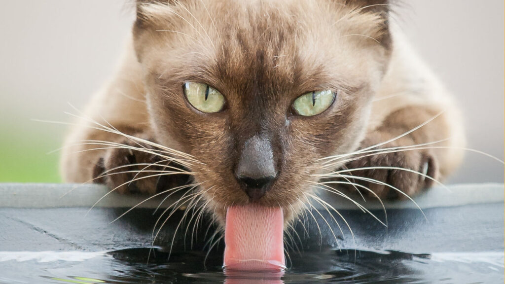 cat drinking water