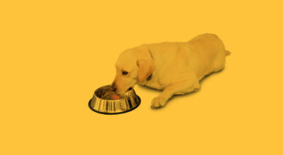 Top tips to help your pup beat the heat
