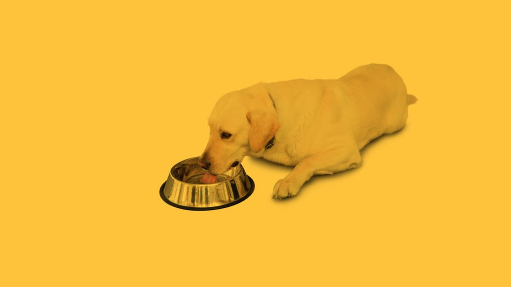 dog drinking from a bowl