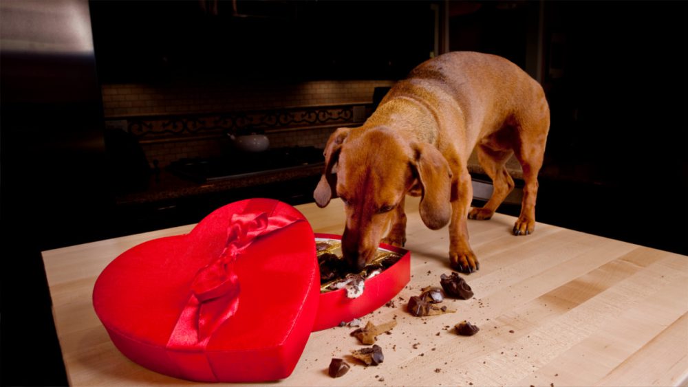 dog eating chocolate