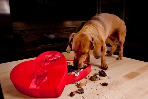 dog eating chocolate