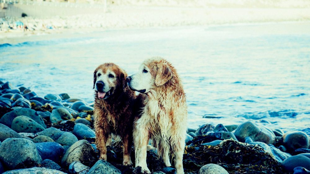 2 dogs on the rocks