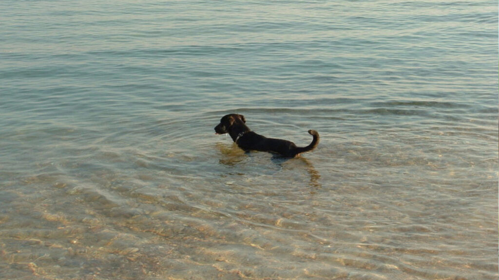 dog swimming