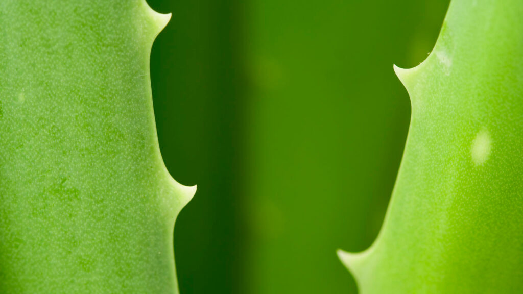 aloe vera plant