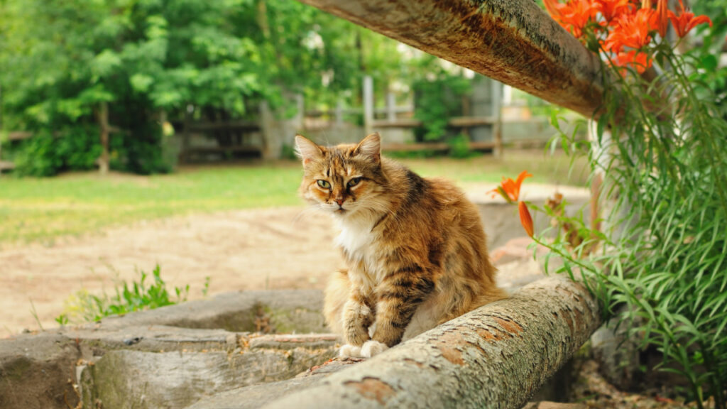 cat next to lilies