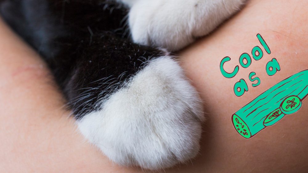 cat and cucumber tattoo