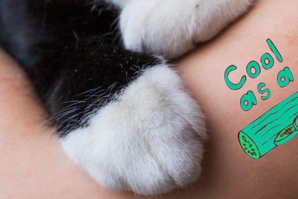 cat and cucumber tattoo