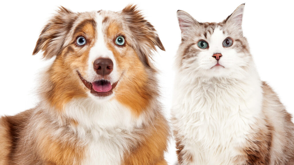 cat and dog with different eye colours