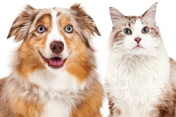 cat and dog with different eye colours