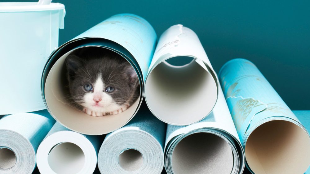 cat hiding in wallpaper