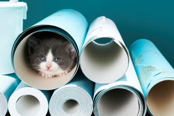 cat hiding in wallpaper