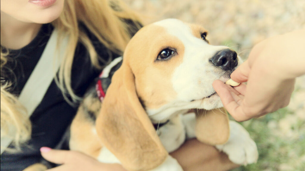 dog eating a treat