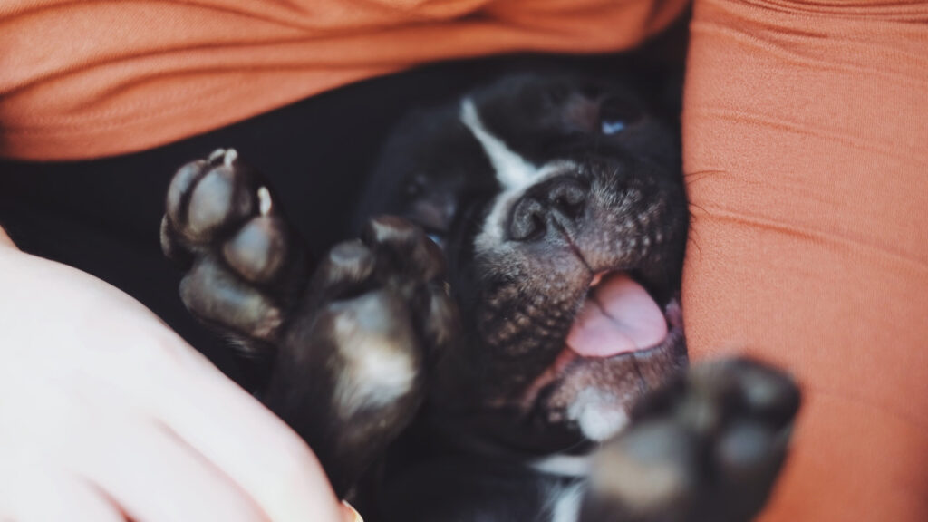 dog hiding in the sofa