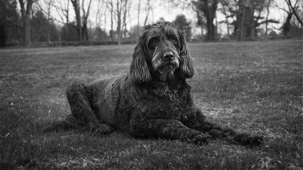 dog sitting in the grass