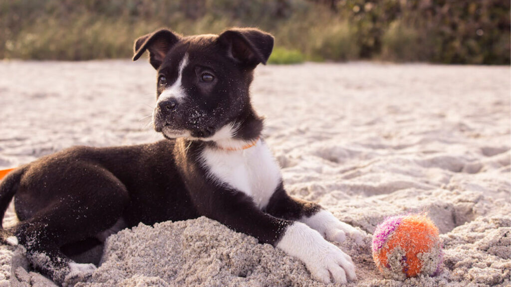 dog on the beach