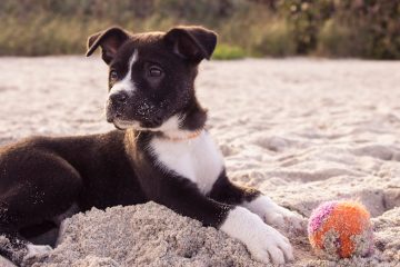 dog on the beach