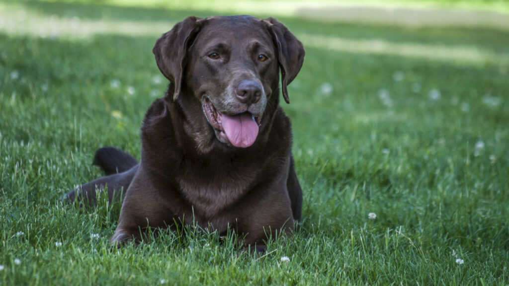 dog sitting on the lawn