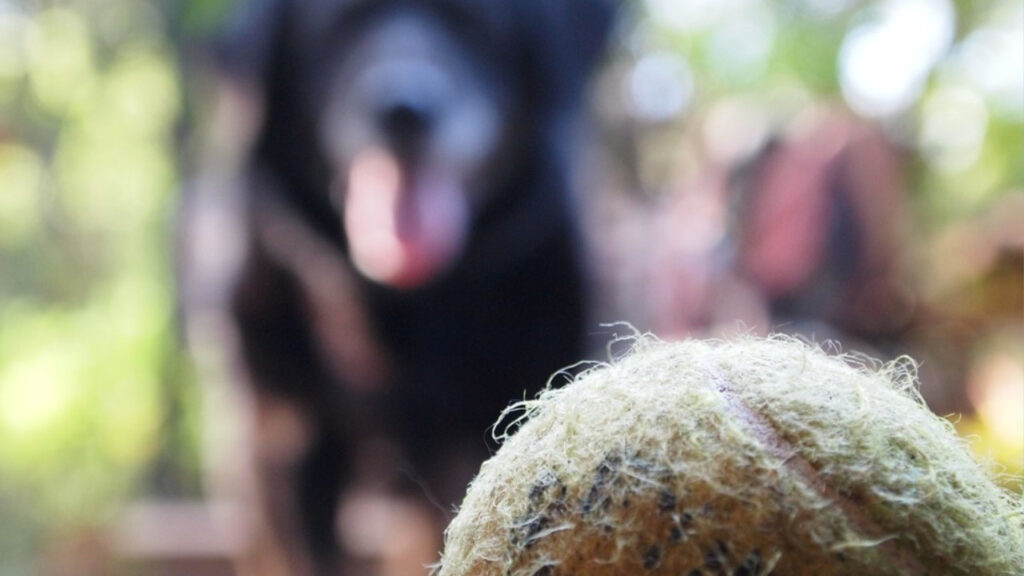 dog with tennis ball