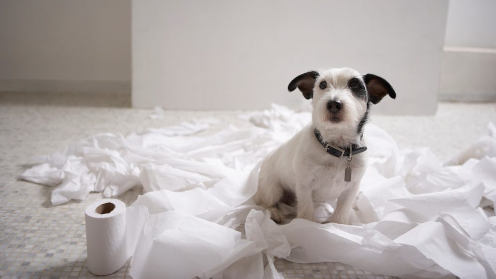 dog with toilet rolls