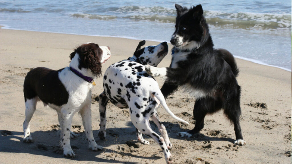 dogs playing on the beach