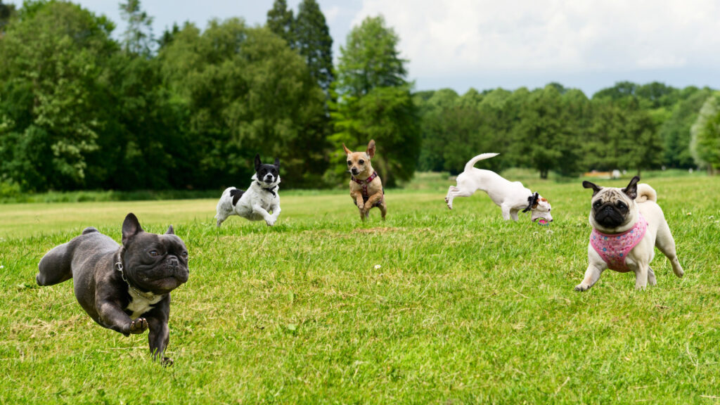 happy park pooches