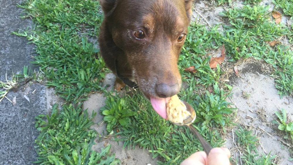 red eating peanut butter
