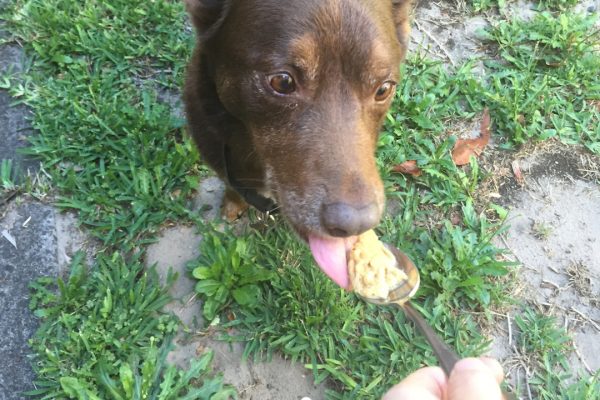 red eating peanut butter
