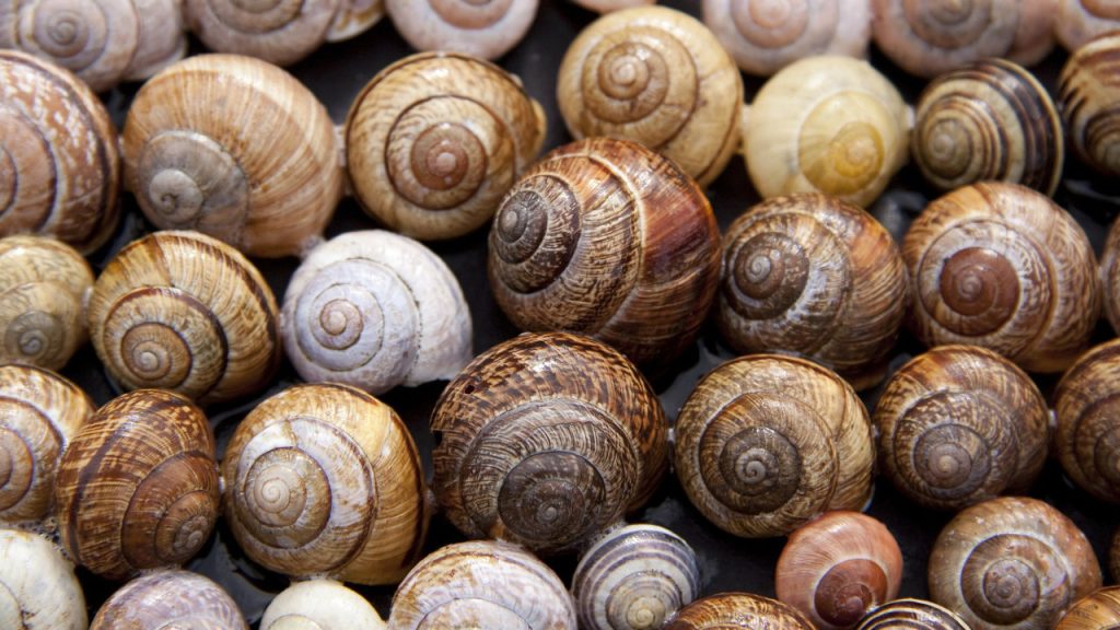 How A Garden Snail Can Kill Your Dog VetChat