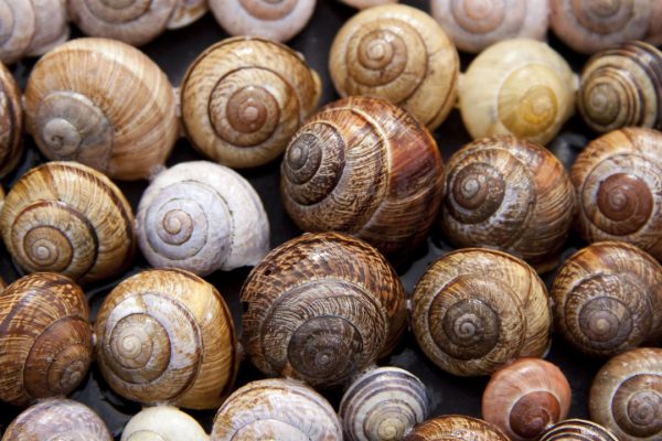 lot's of snails