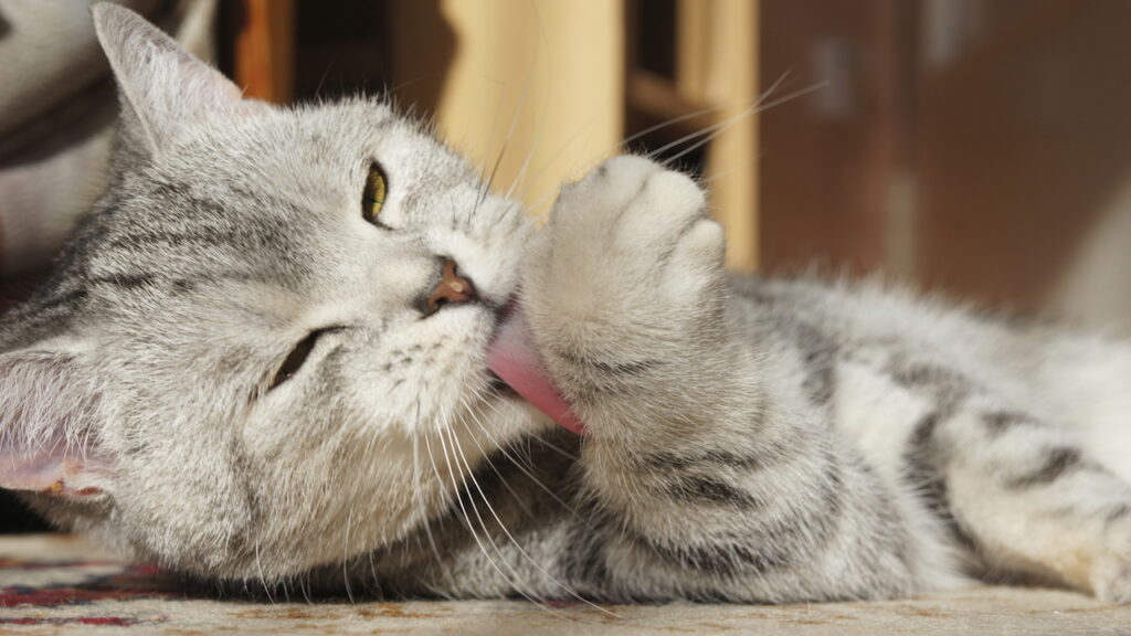 cat licking paw