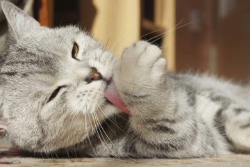 cat licking paw