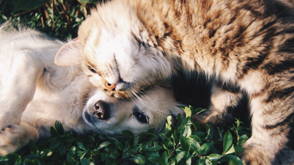 cat rubbing on dog