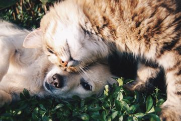 cat rubbing on dog