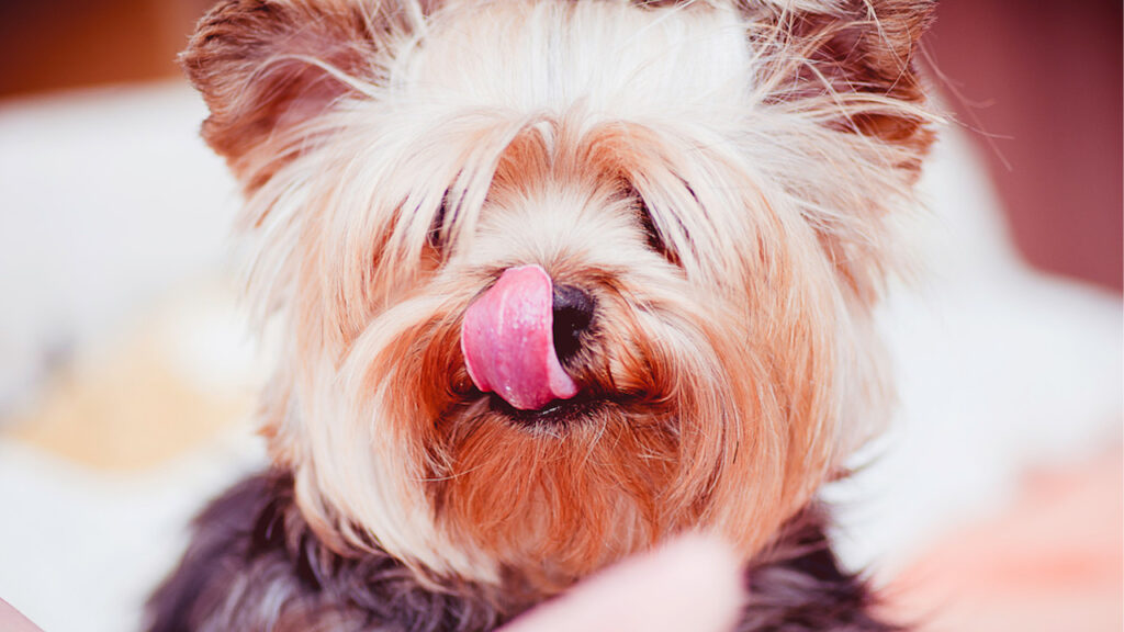 dog licking its lips