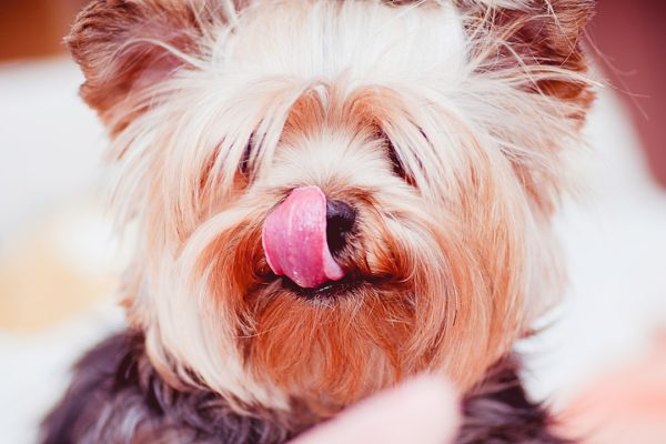 dog licking its lips